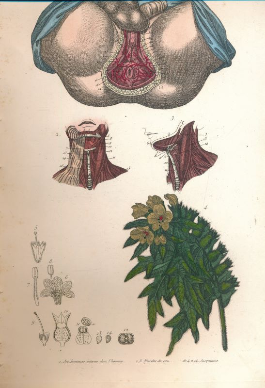 La médecine pittoresque. Recueil de 91 planches couleurs