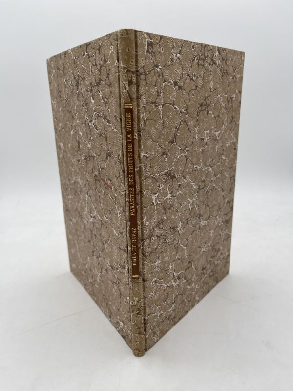 Nouvelles espèces du genre Phoma se développant sur les fruits de la vigne